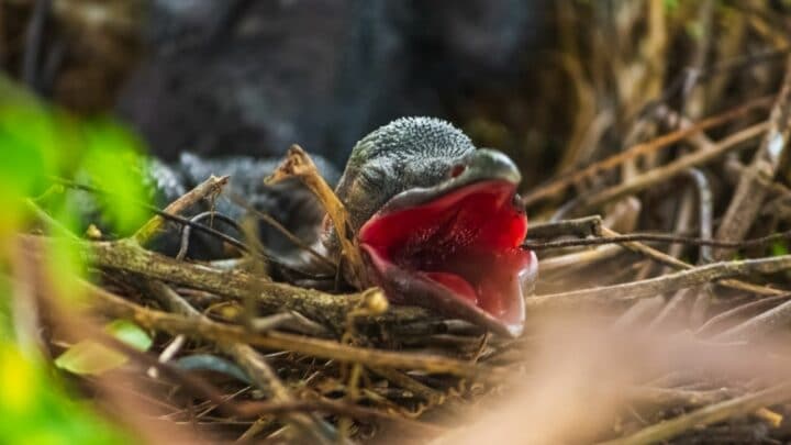 What Do Baby Crows Eat? Wow!