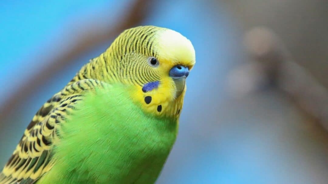 Why is my Budgie Shaking? Oh My! – animalfoodplanet