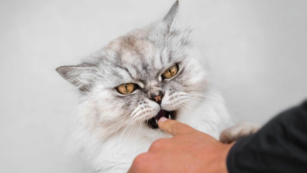 why-do-cats-bite-fingers-4-reasons-you-should-know