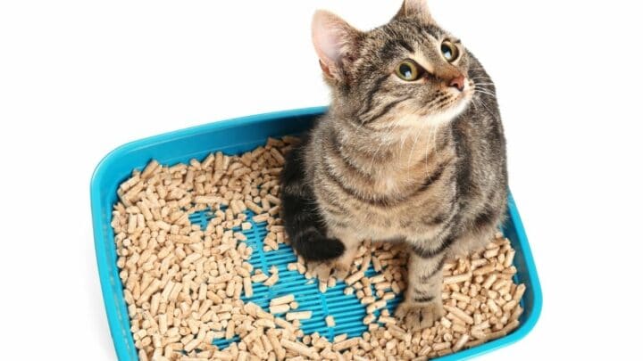 Why Do Cats Lay In Their Litter Box? Oh! That’s Why!