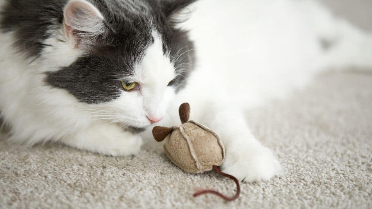 Why do cats bring you their toys