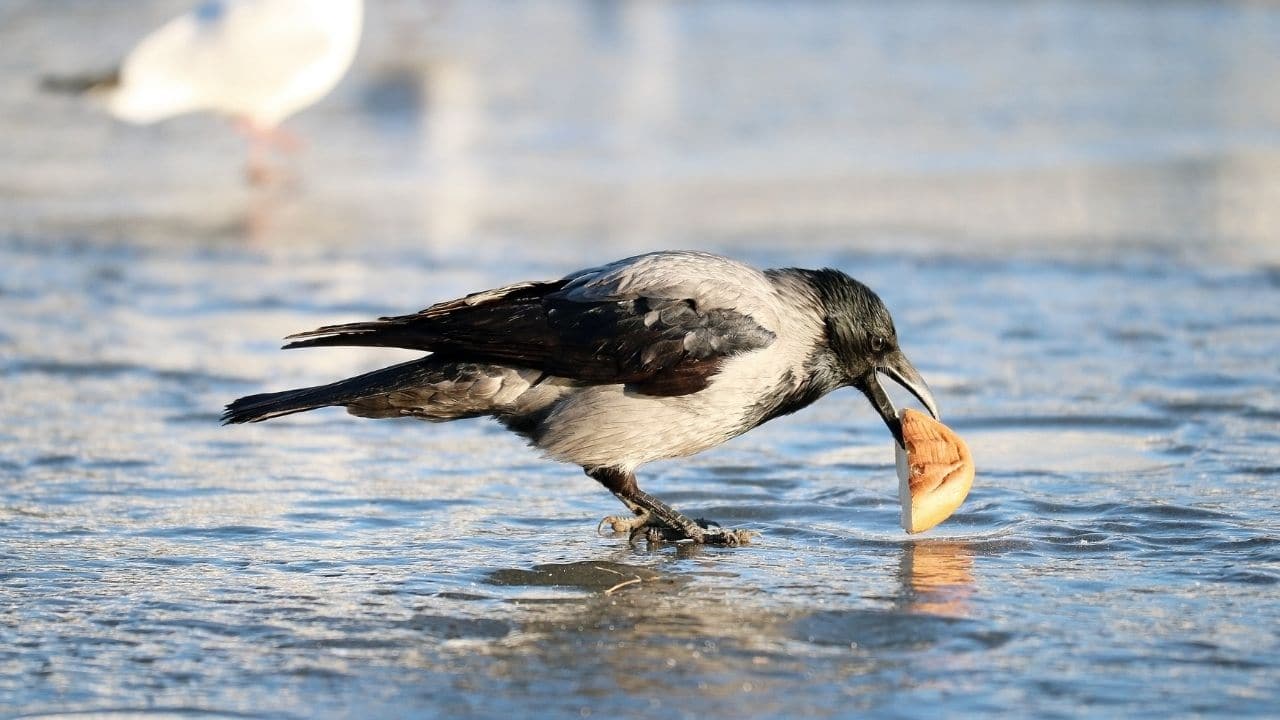 feeding crows in winter