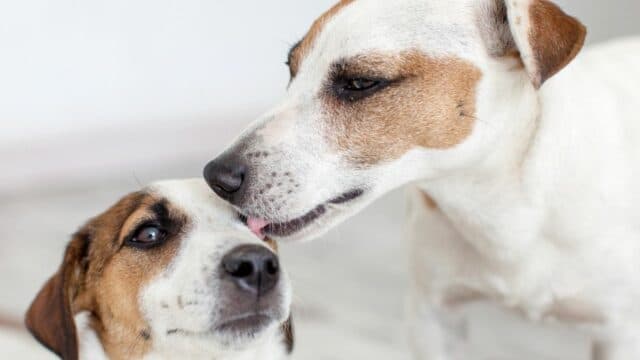 Why Do Dogs Lick Other Dogs? That's Why!