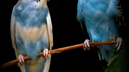 3 Foolproof Methods How To Tell The Budgie Gender Animalfoodplanet