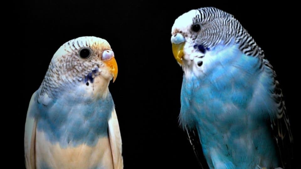 3 Foolproof Methods How To Tell The Budgie Gender Animalfoodplanet