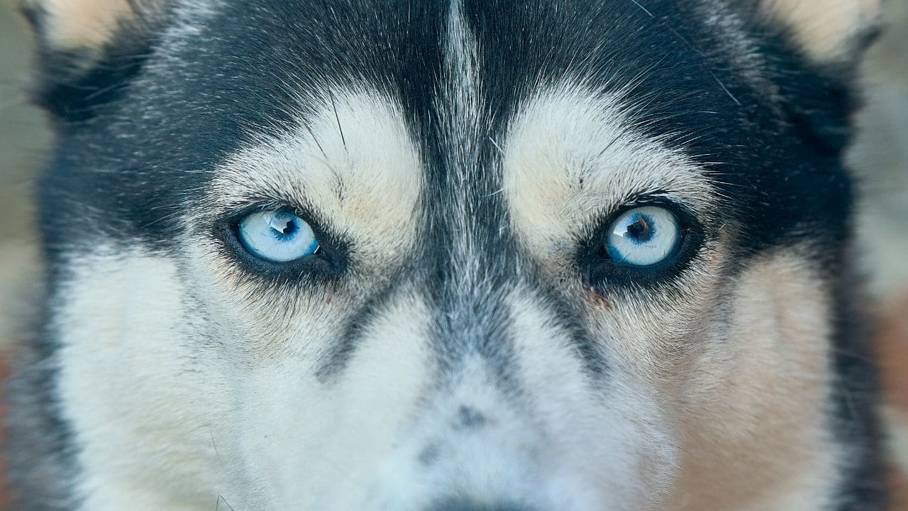 what color eyes do husky dogs have