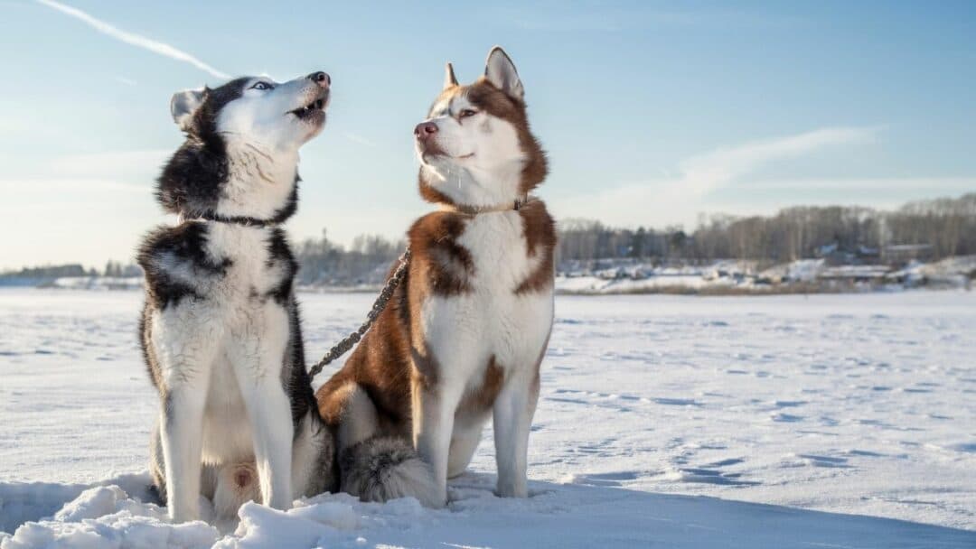 Can Stress Cause Husky Voice