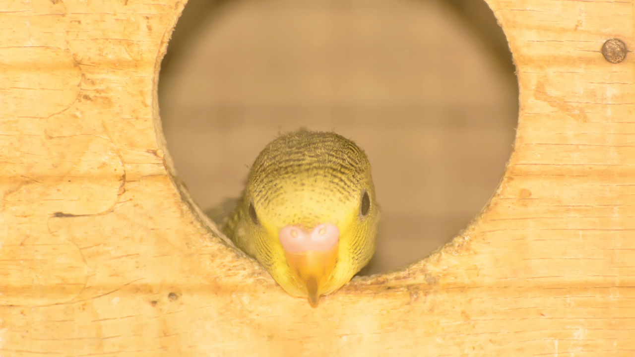 Newborn budgies have pink ceres and cannot be sexed