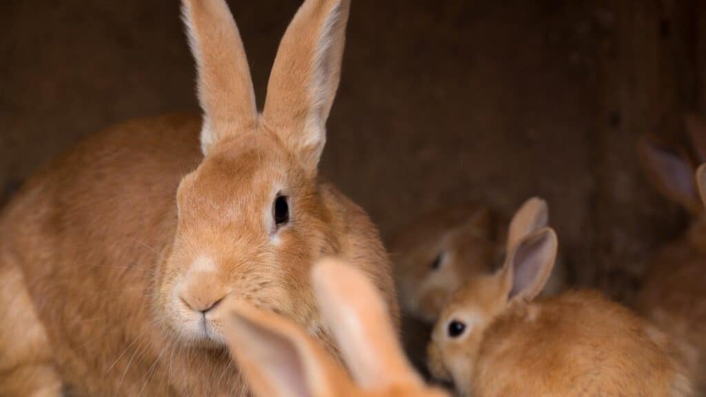 how-long-are-rabbits-pregnant-oh