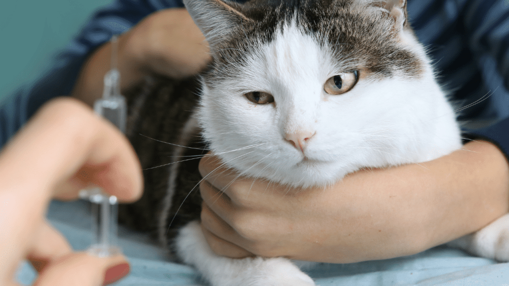 6 Reasons Why Your Cat is Foaming at the Mouth