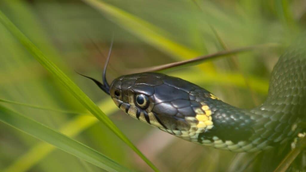 Why Do Snakes Stick Their Tongue Out 4 Surprising Reasons