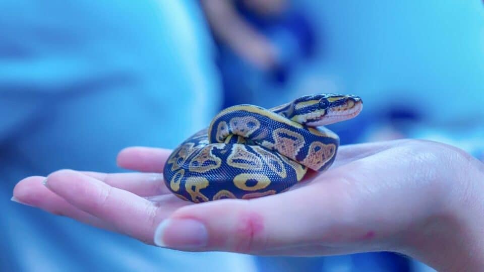 Why Snakes Make Good Pets? Really?