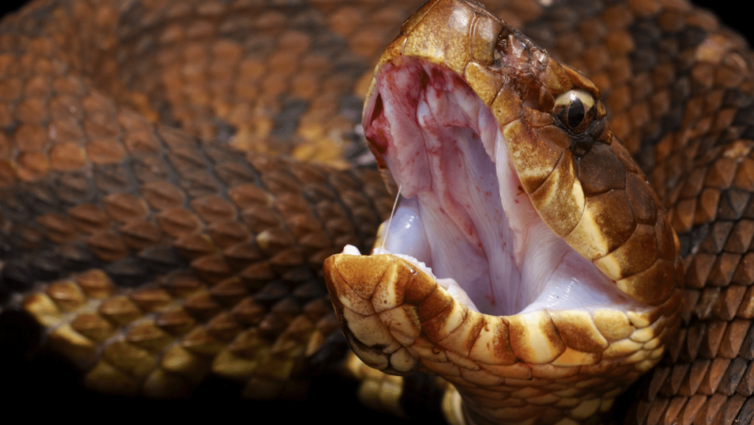 Why Do Snakes Bite Themselves? 4 Reasons!