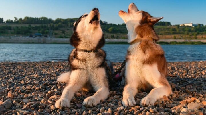 Why Are Huskies So Vocal? It’s More Than Just Their Ancestry