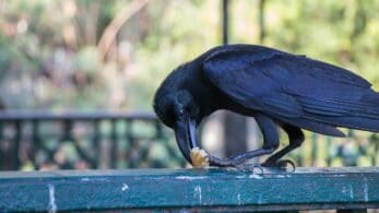 What To Feed Crows 347x195 