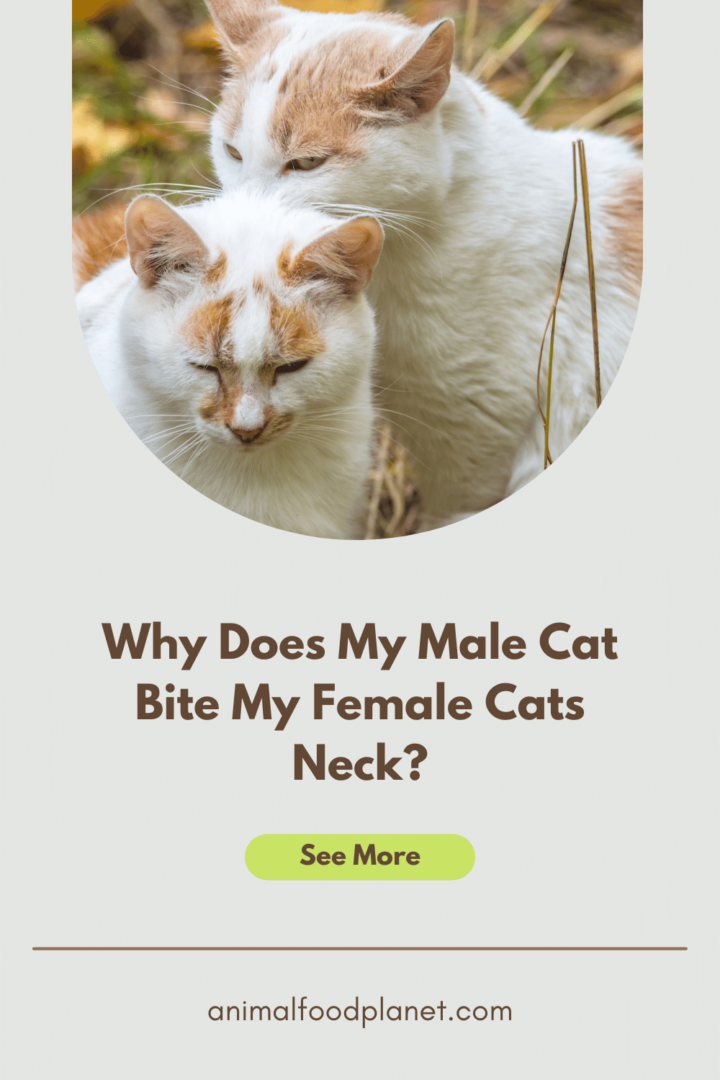 Why Does My Male Cat Bite My Female Cats Neck? Umm… Okay