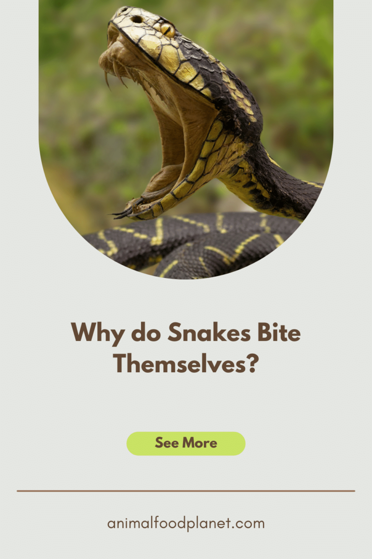 Why Do Snakes Bite Themselves? 4 Reasons!