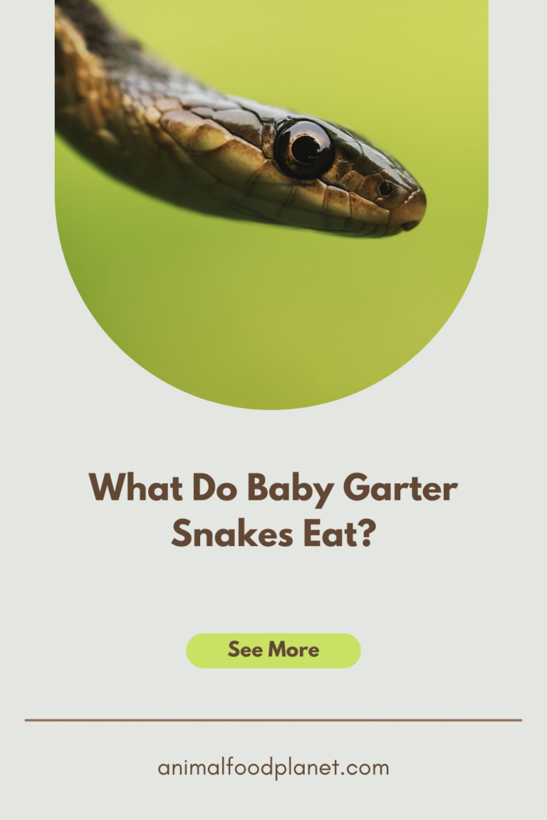 What Do Baby Garter Snakes Eat? Oh!