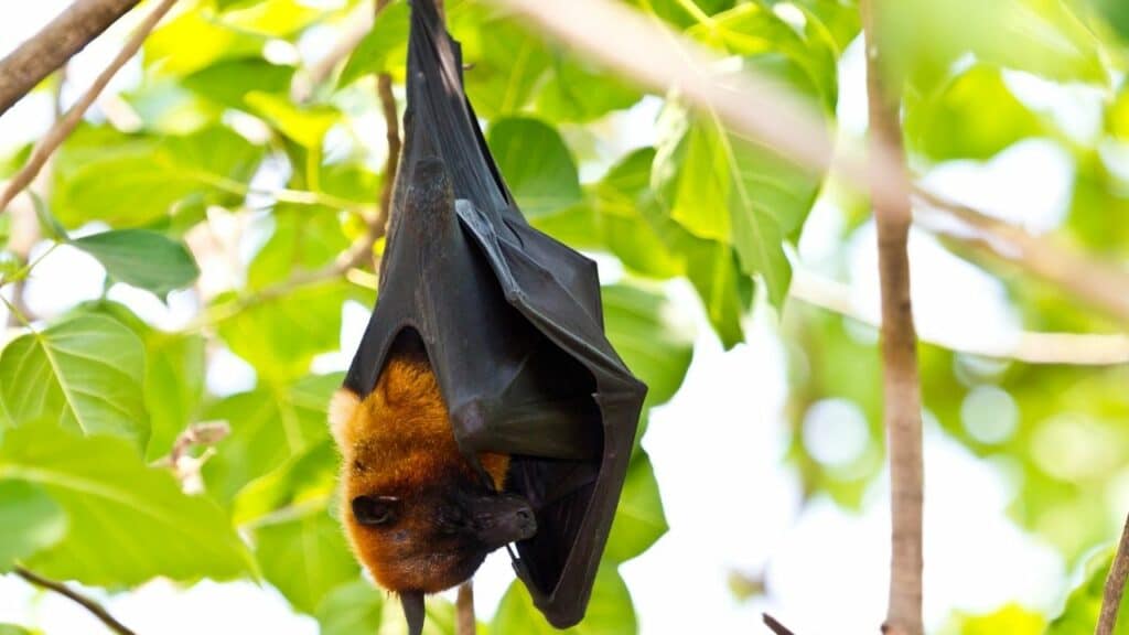 Do Bats Help With Mosquitoes