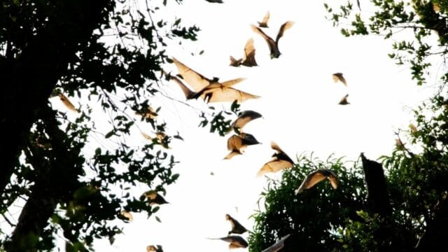 When Do Bats Migrate Oh Really Animalfoodplanet   Bats Migrating 640x360 