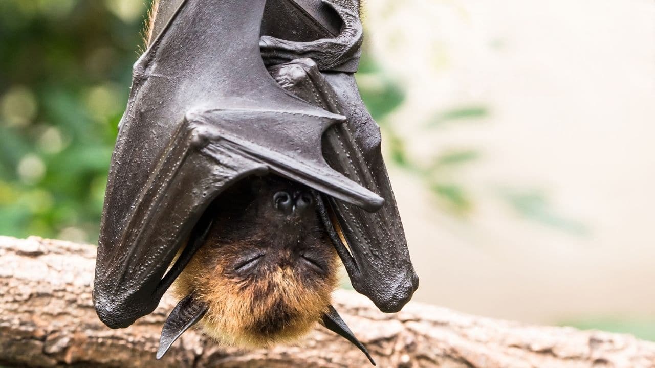 Why Do Bats Sleep Upside Down? Well, It’s Because…