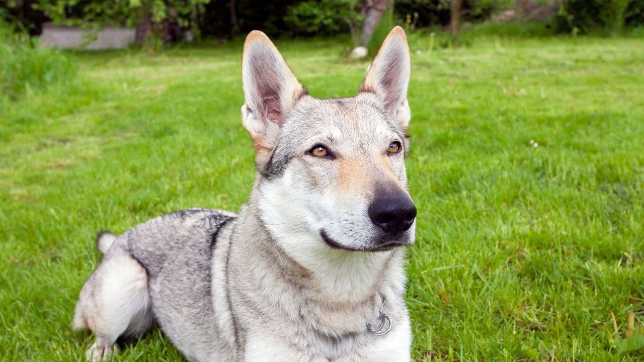 10 Dog Breeds that Look Like Wolves - WOW!