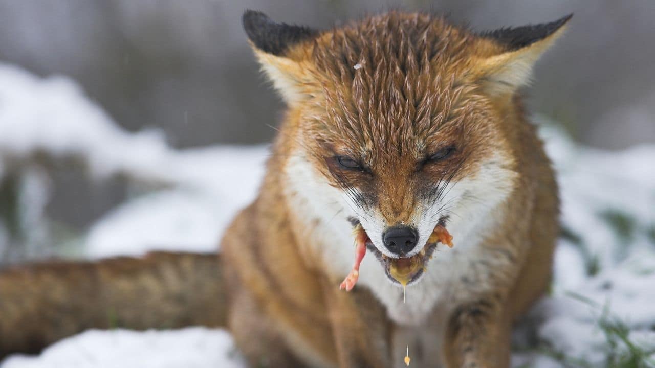 Do Foxes Eat Snakes? The Best Answer – animalfoodplanet