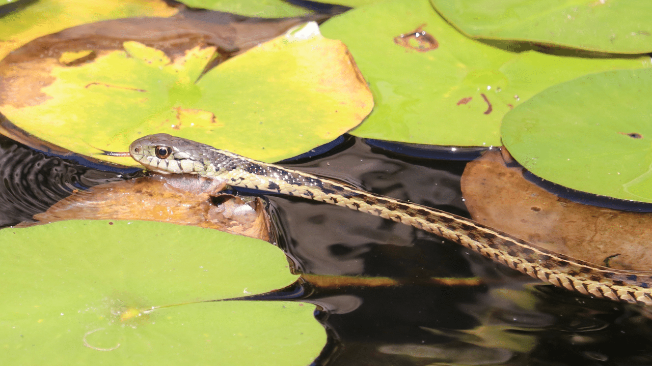 Garter snakes give birth and can have up to 40 offsprings at once