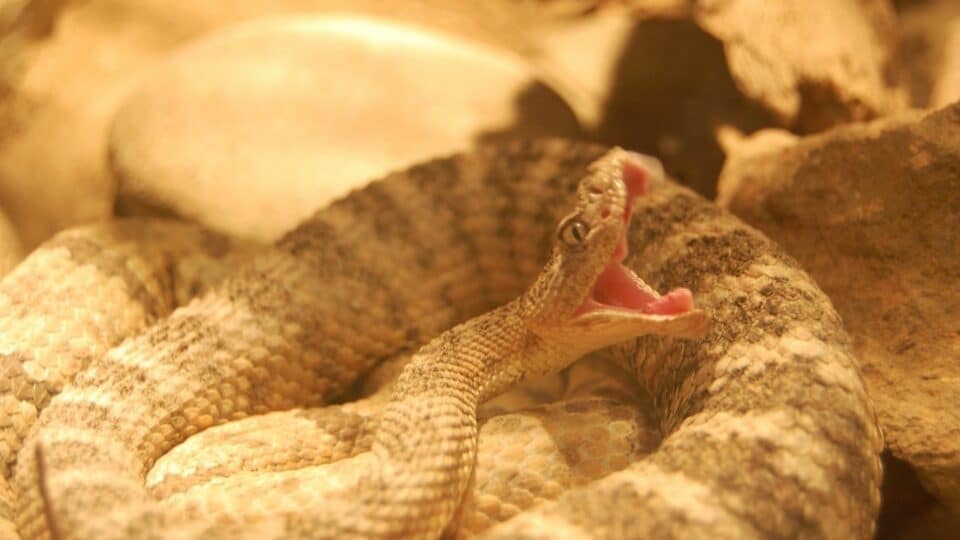 How Do Snakes Breathe? It Works Like This!