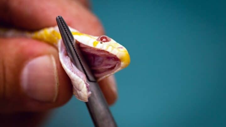 How Many Teeth Do Snakes Have? Let’s Count!