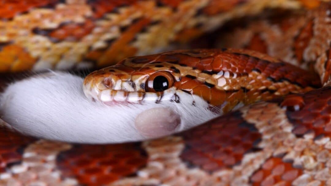 How Do Snakes Drink Water? Amazing!