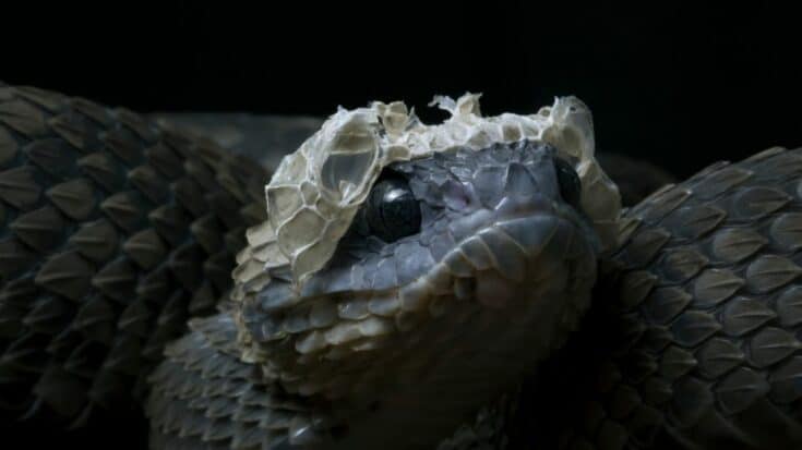 How Often Do Snakes Shed? Let Me See...