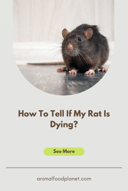 How To Tell If My Rat Is Dying? 6 Telltale Signs – animalfoodplanet