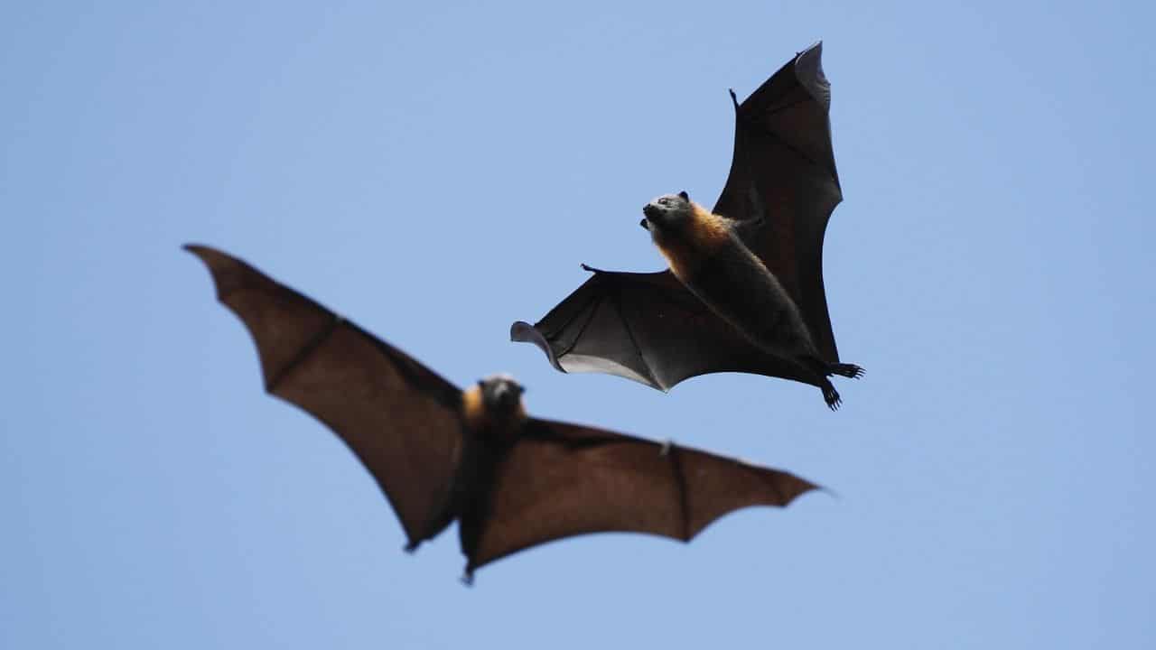 How Do Bats Fly? Ooh!