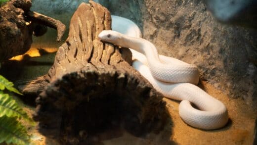 How To Breed Snakes — AWE! So That's How It's Done!