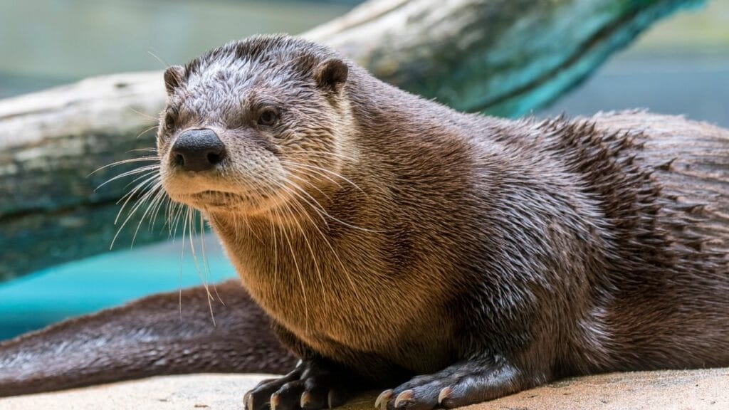 What Eats Beavers? Oh No!