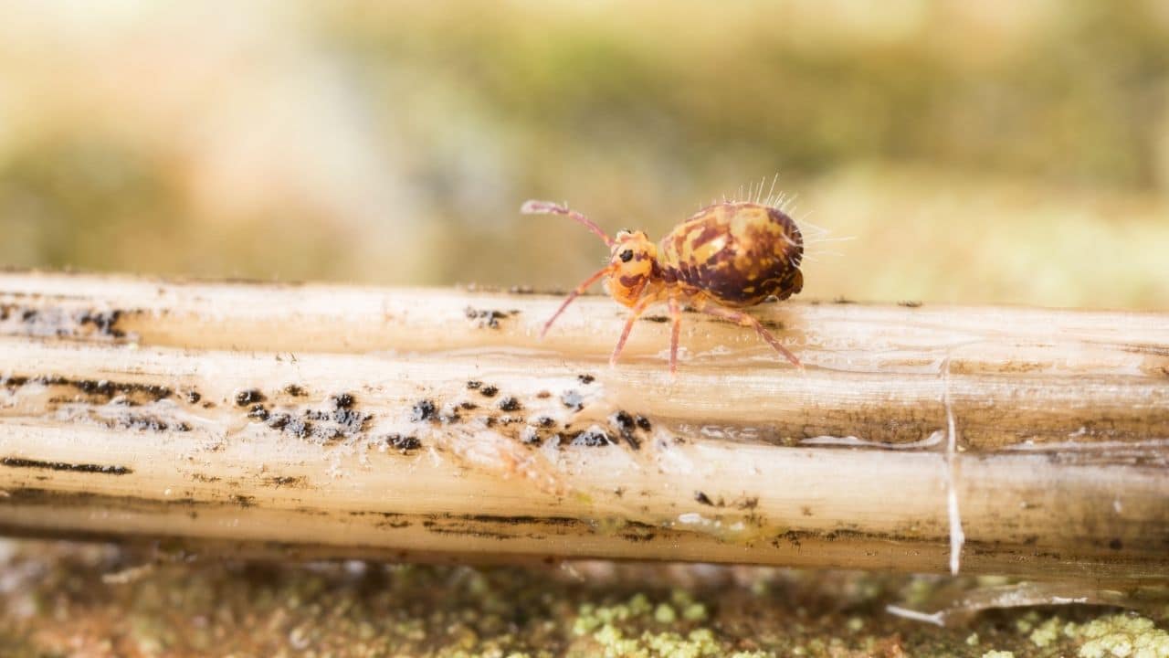 What do Springtails Eat? Oh! – animalfoodplanet