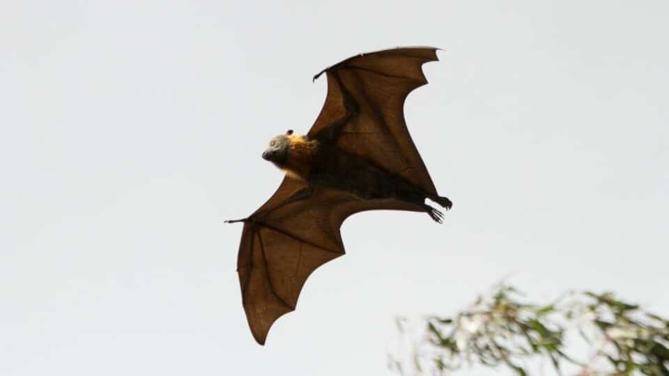 what-do-bats-do-in-the-winter-oh-really