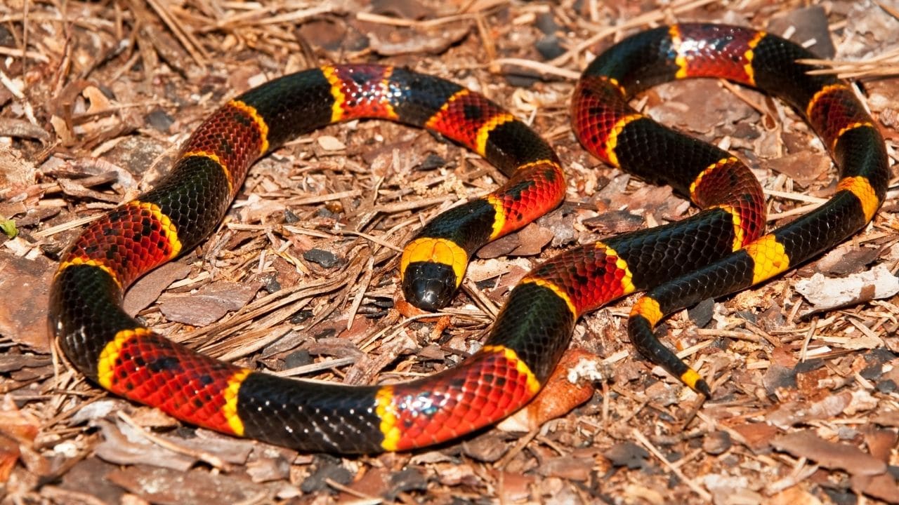 What Does Coral Snakes Eat? Amazing!