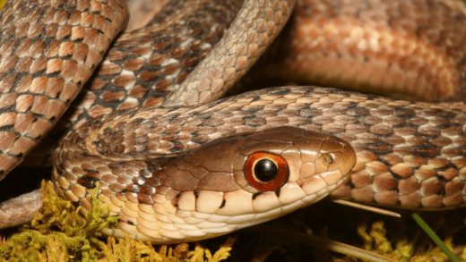 What Do Baby Garter Snakes Eat? Oh!