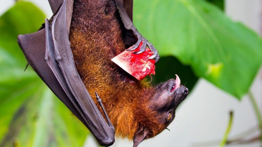 What Do Fruit Bats Eat? Wow, That's Delicious!