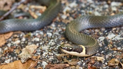 Why Do Snakes Flick Their Tongue? Ooh, That's Why!