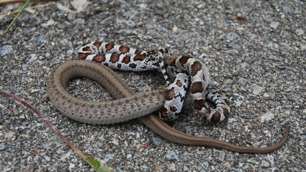 How To Breed Corn Snakes In 6 Easy Steps – Animalfoodplanet