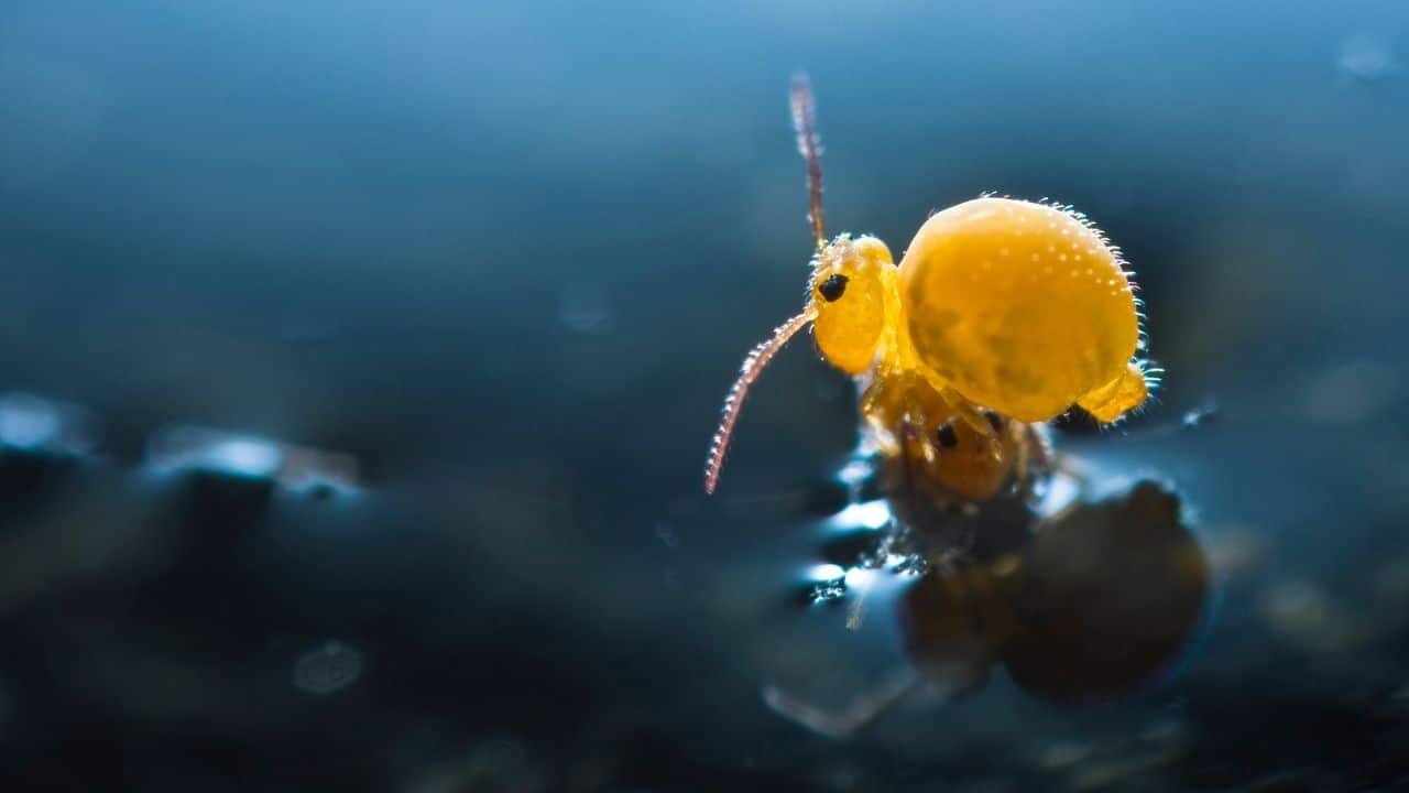 What are Springtails? Oooh! – animalfoodplanet