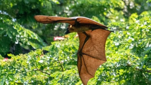 How Many Mosquitoes Do Bats Eat? Here's The Answer!