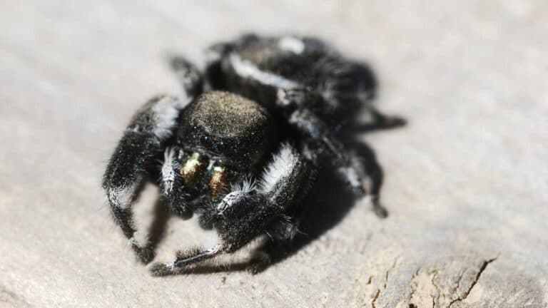 How Dangerous a Black Spider With a White Dot on its Back Is ...