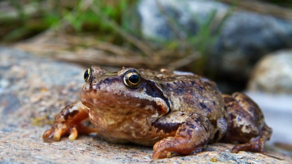 What Colors Frogs Are — Amazing!