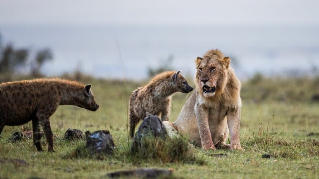 Do Lions Eat Hyenas? Interesting! – animalfoodplanet