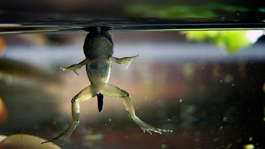 do frogs hibernate uk