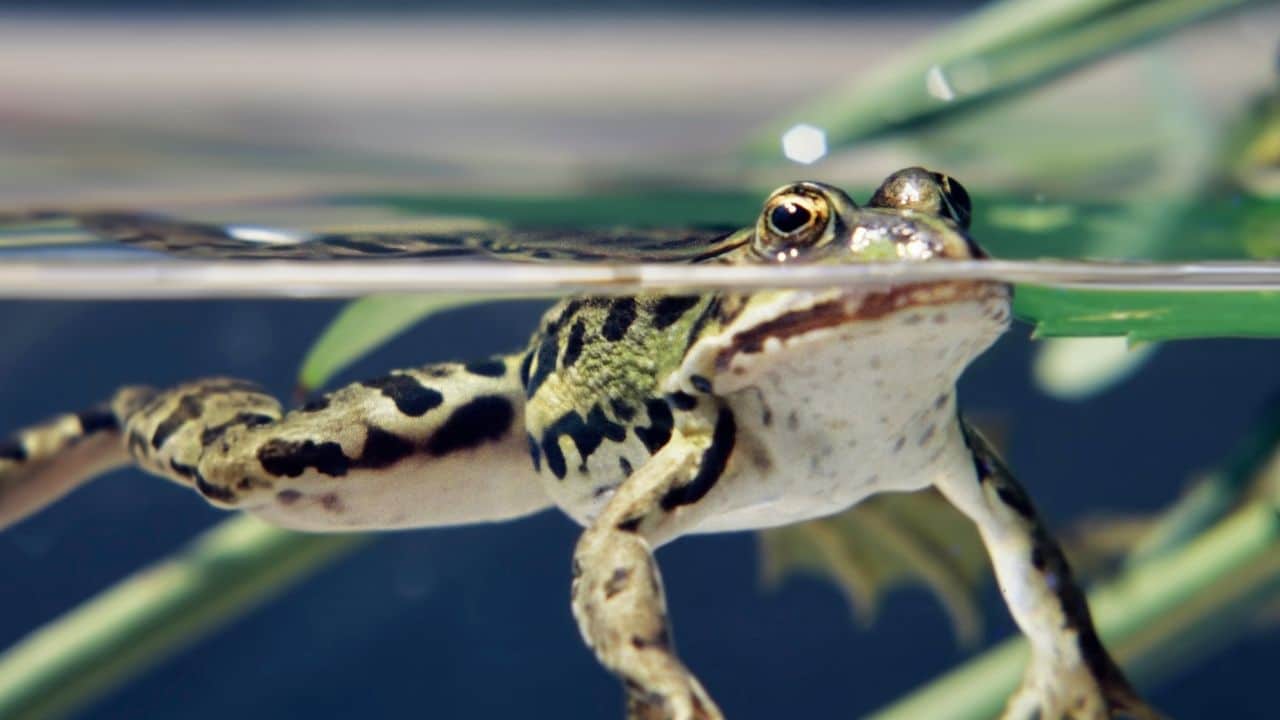 How Long Frogs Hold Their Breath — Let's See!